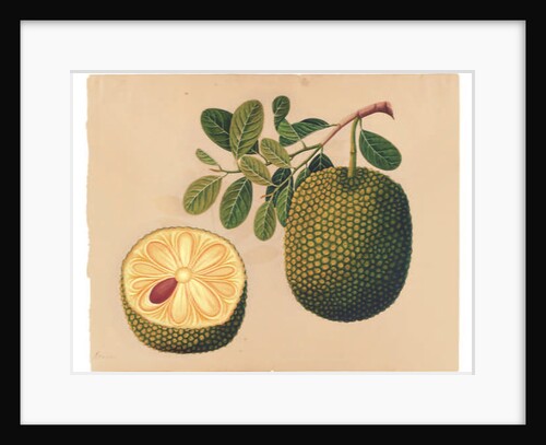 Durian Fruit and Foliage, c.1815 by Indian School