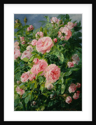 Pink Roses by Pierre Garnier