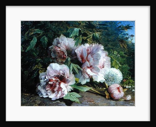 Study of Peonies, 1874 by Amedee Baudit