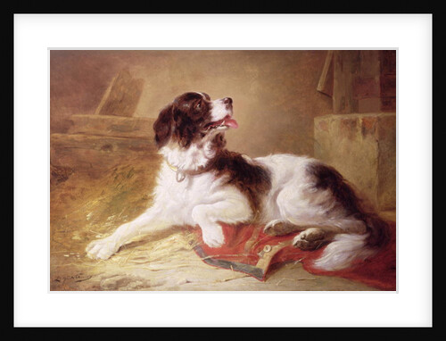 Portrait of a Spaniel by Zacharias Noterman