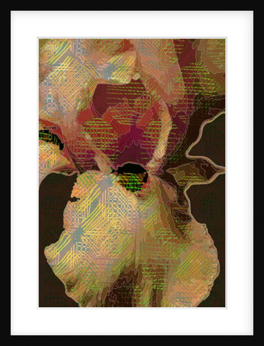 Bearded Iris, 2015 by Scott J. Davis