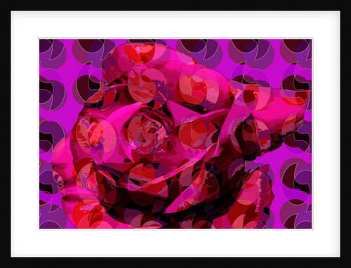 Rose, 2010 by Scott J. Davis