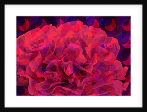 Carnation, 2010 by Scott J. Davis