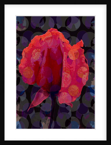Tea Rose 3b, 2010 by Scott J. Davis