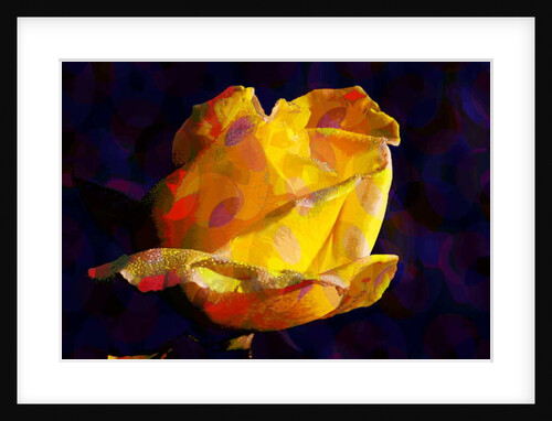 Yellow Rose, 2012 by Scott J. Davis