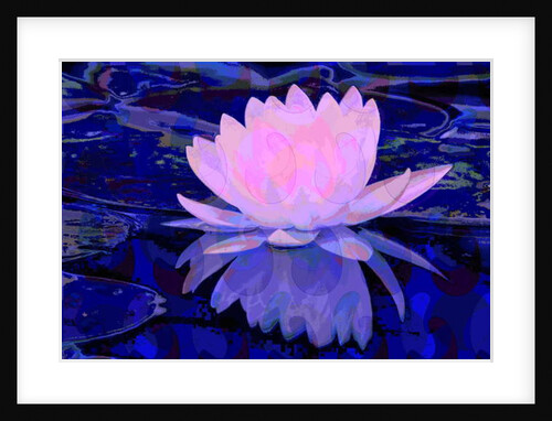 Pink Water Lily, 2011 by Scott J. Davis