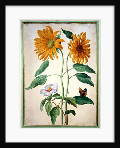 Sunflowers by Johann Jakob Walther
