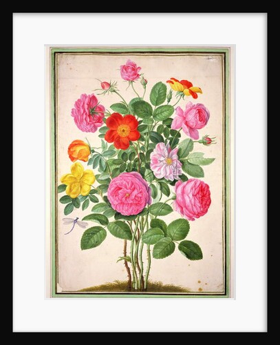 ose by Johann Jakob Walther