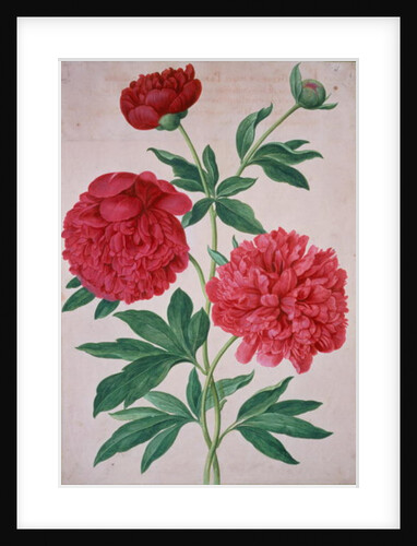 Peonies by Johann Jakob Walther