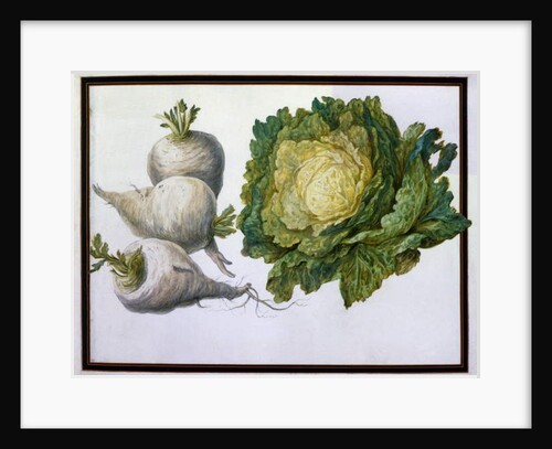 Turnip, Cabbage by Claude Aubriet