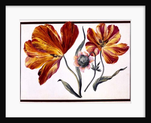 Tulips and Anenome, c.1690 by Claude Aubriet