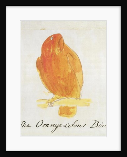The Orange Colour Bird by Edward Lear