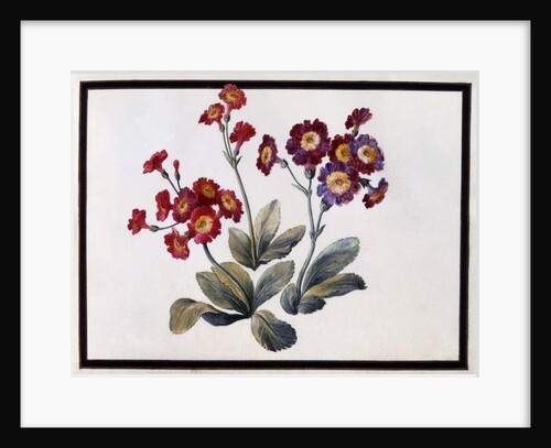 Auricula, c.1690 by Claude Aubriet
