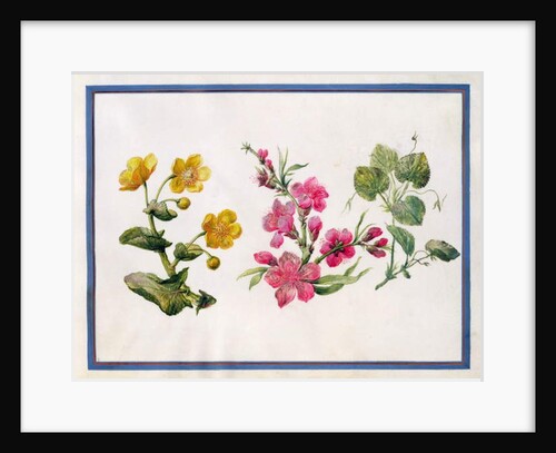 Marsh Marigold, Japonica, Violet by Claude Aubriet