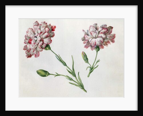 Carnations by Claude Aubriet