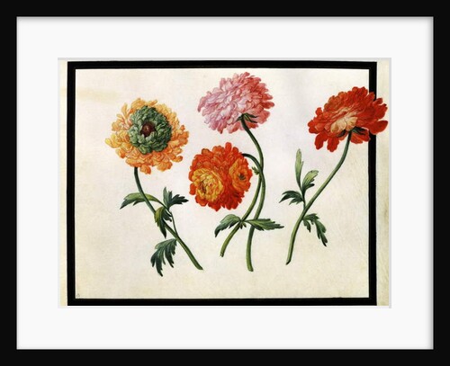 Chrysanthemums by Claude Aubriet