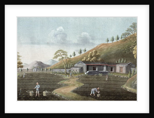 Tea planting by School Chinese