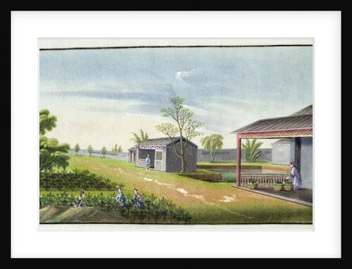 Tending tea plants by School Chinese