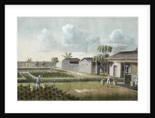 Watering tea plants by School Chinese