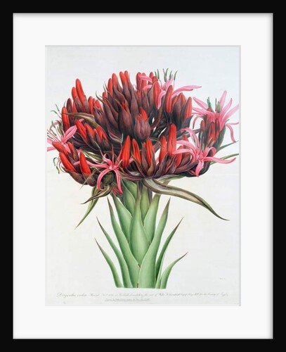 Gymea Lily, 1826 by English School