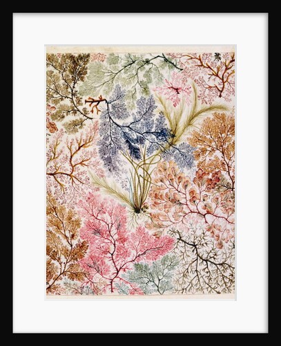 Textile design, c.1788-92 by William Kilburn