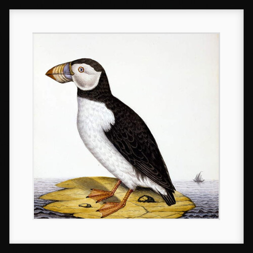 Puffin, marmon fratercula, c.1840 by French School