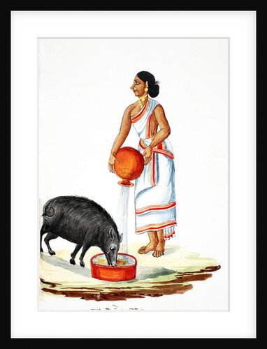 Feeding a wild pig by Indian School