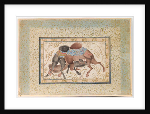 Two Camels Fighting by Anonymous