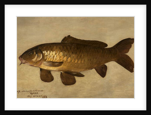 Carp, 1806 by Henry Thomson
