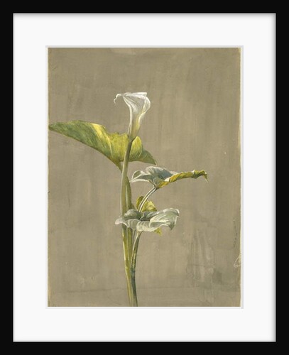 Calla Lily, 1875 by Fidelia Bridges
