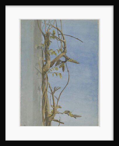 Wisteria on a Wall by Fidelia Bridges