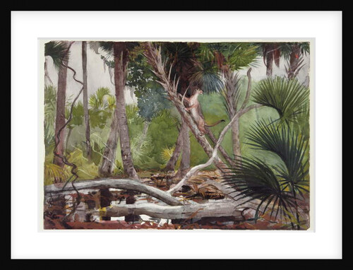 In the Jungle, Florida, 1904 by Winslow Homer