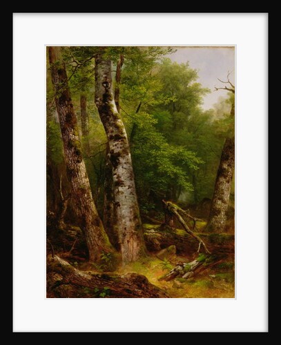 Birch and Maples, 1855 by Asher Brown Durand