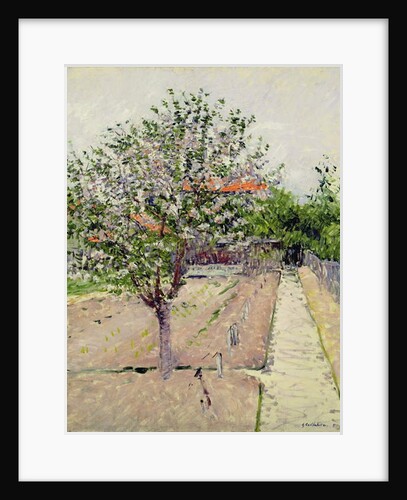 Apple Tree in Blossom, c.1885 by Gustave Caillebotte