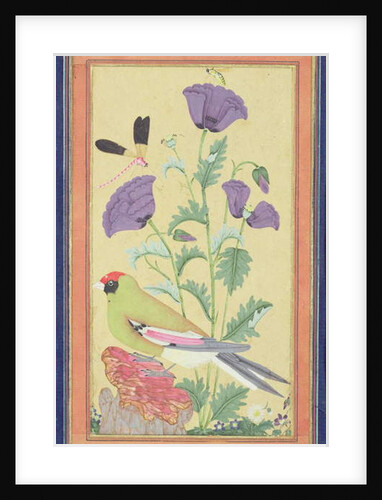 Finch, Poppies, Dragonfly and Bee, c.1650-70 by Indian School