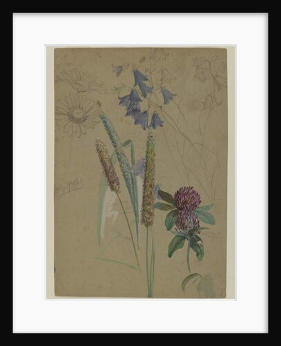 Flower study, 1860 by William Trost Richards