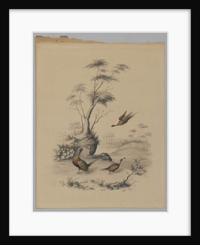 Three Pheasants, 1873 by James Ryder van Brunt