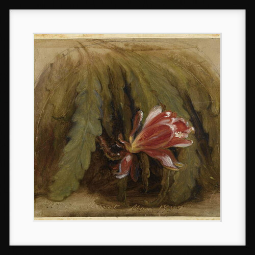 Cactus in Blossom, 1857 by William Sidney Mount