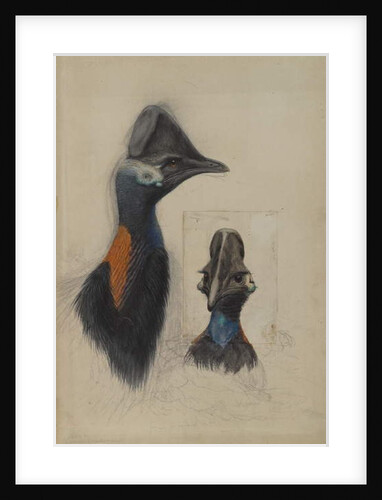 Casuarius Westerman, 1873 by John Gould