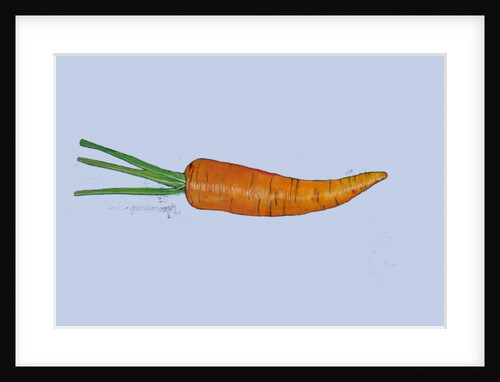 Carrot 2005 by Sarah Thompson-Engels