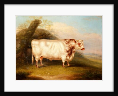 Harlsonia, c.1855 by Henry Stafford