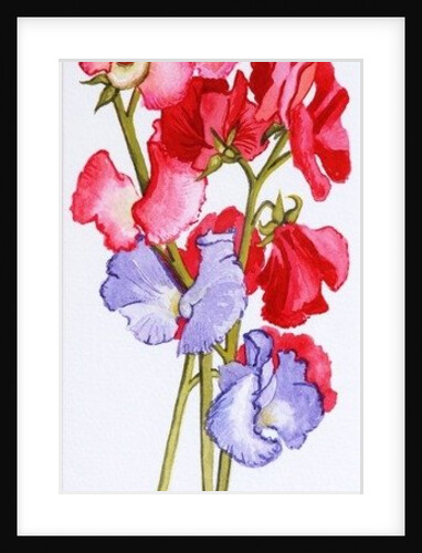 Three Sweet Peas, 2011 by Joan Thewsey