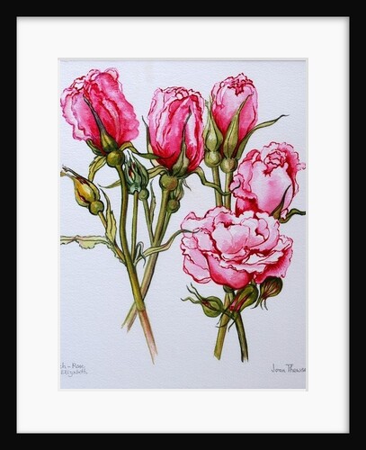 Rose, Queen Elizabeth, 2006 by Joan Thewsey