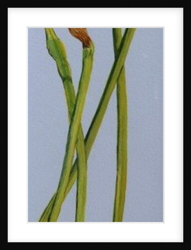 Four Daffodil Stems, 2011 by Joan Thewsey