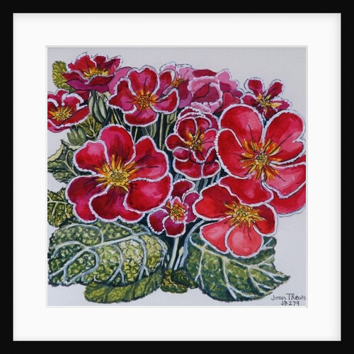 White Edged Primroses, 2012 by Joan Thewsey