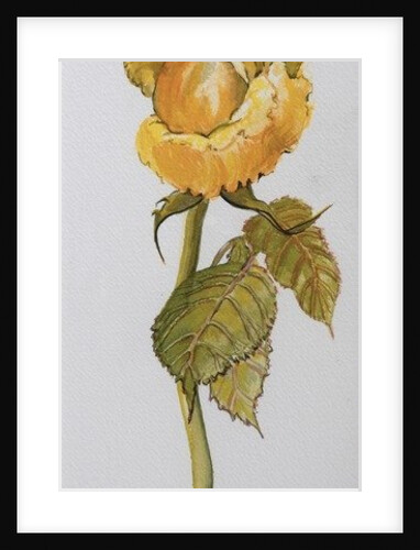 Single Yellow Rose Arthur Bell, 2006 by Joan Thewsey
