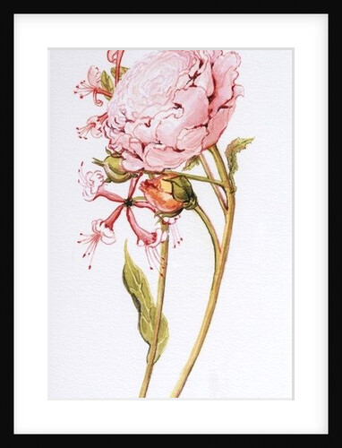 Pink Rose, Abraham Derby with Honeysuckle, 2008 by Joan Thewsey