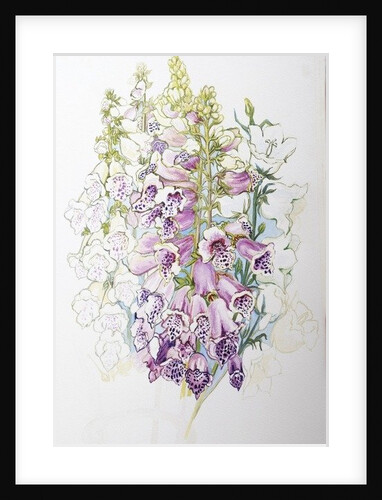 Foxgloves and White Campanulas, 2012 by Joan Thewsey