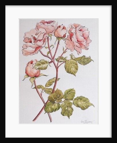 Roses,Abraham Darby, 2012 by Joan Thewsey