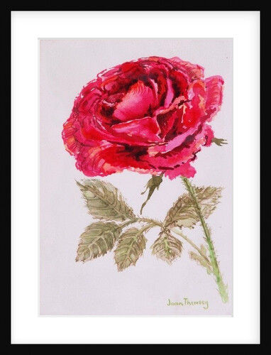A Red Rose, 2000 by Joan Thewsey